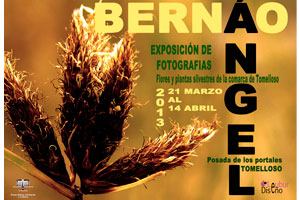 Exposición Flores Silvestres